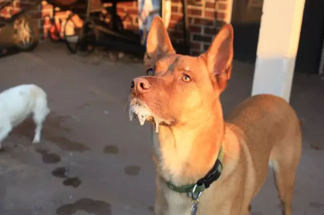 被狗舔过就会得狂犬病？疯狗到底什么样子？关于狂犬病的31个真相！ - 知乎