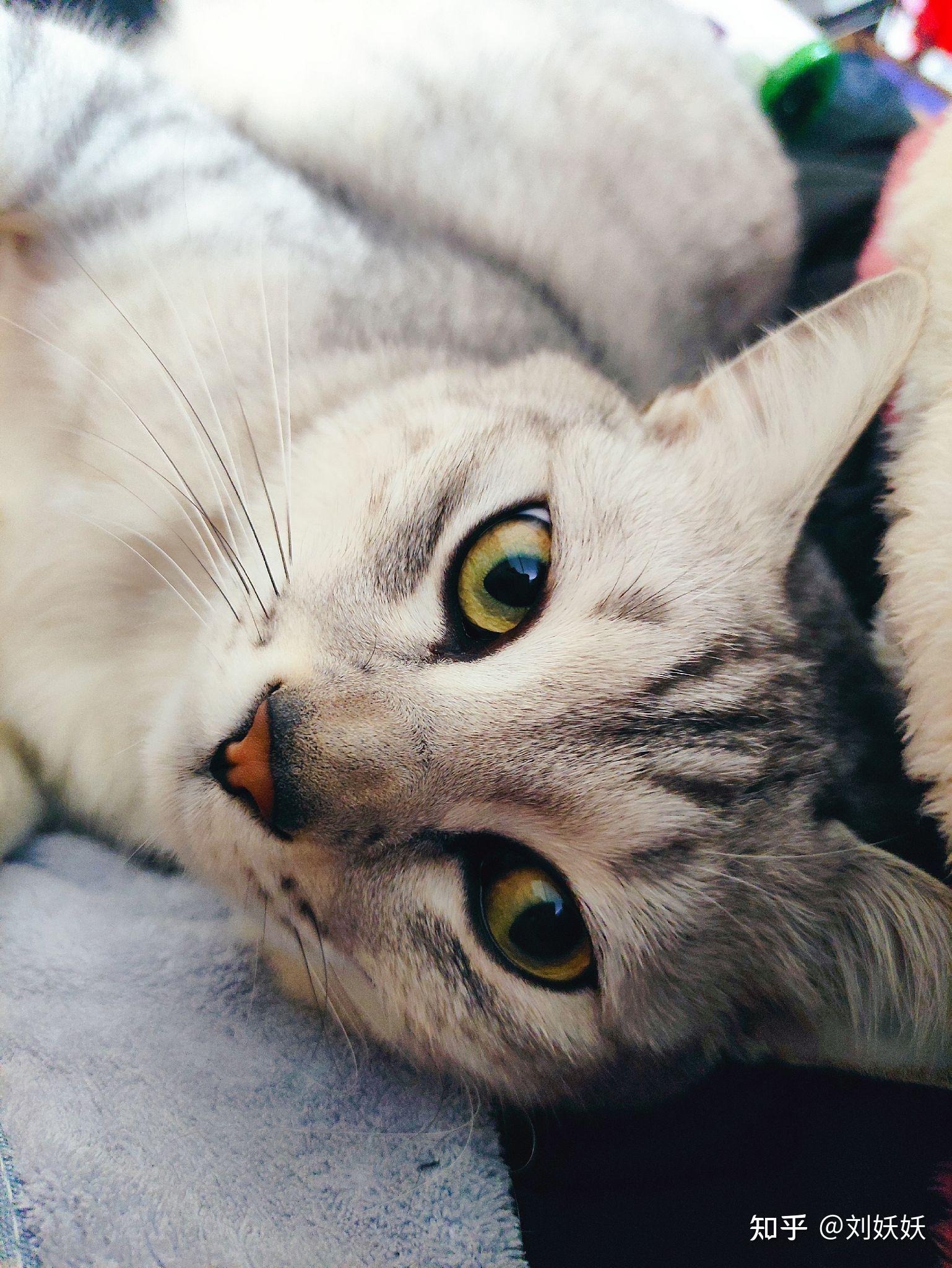 能看看你家猫咪的自拍照吗