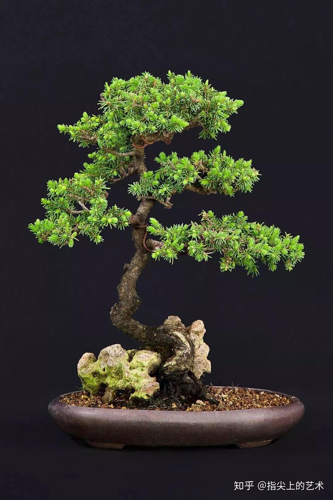 我是雕刻师盆景新手入门