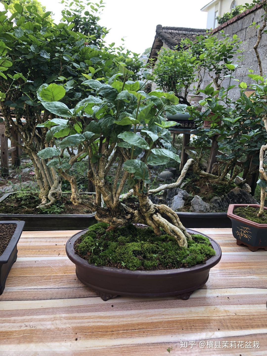 横县茉莉花盆栽老桩种植园
