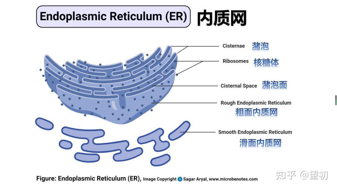 内质网和高尔基体结构有何异同