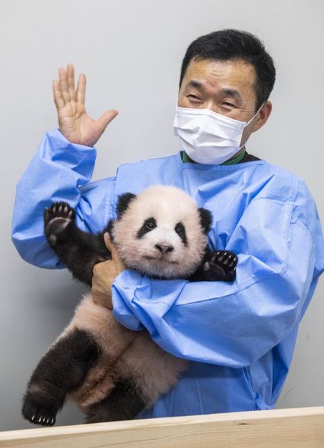 旅韩大熊猫宝宝有名字啦!圆滚滚近照曝光
