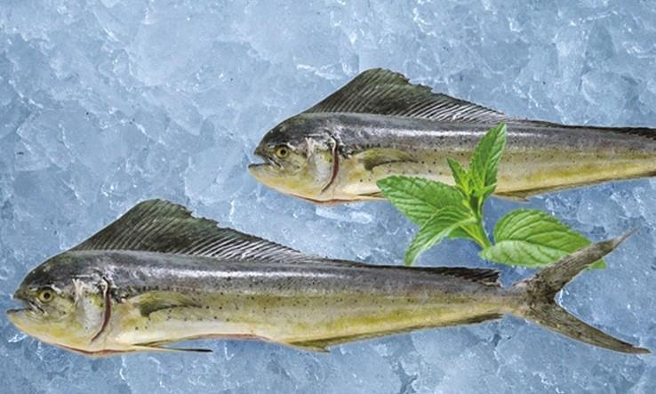 鲯鳅海洋中最美的鱼