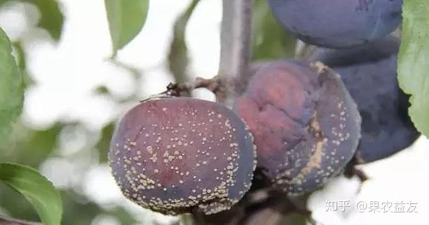 位居苹果烂果季军的褐腐病有何发生规律生产上该怎样防治