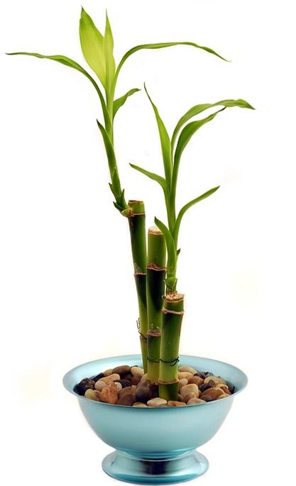 10种喜阴又耐寒的植物 再冷也陪你顺利过冬 室外半阴植物 太阳网络