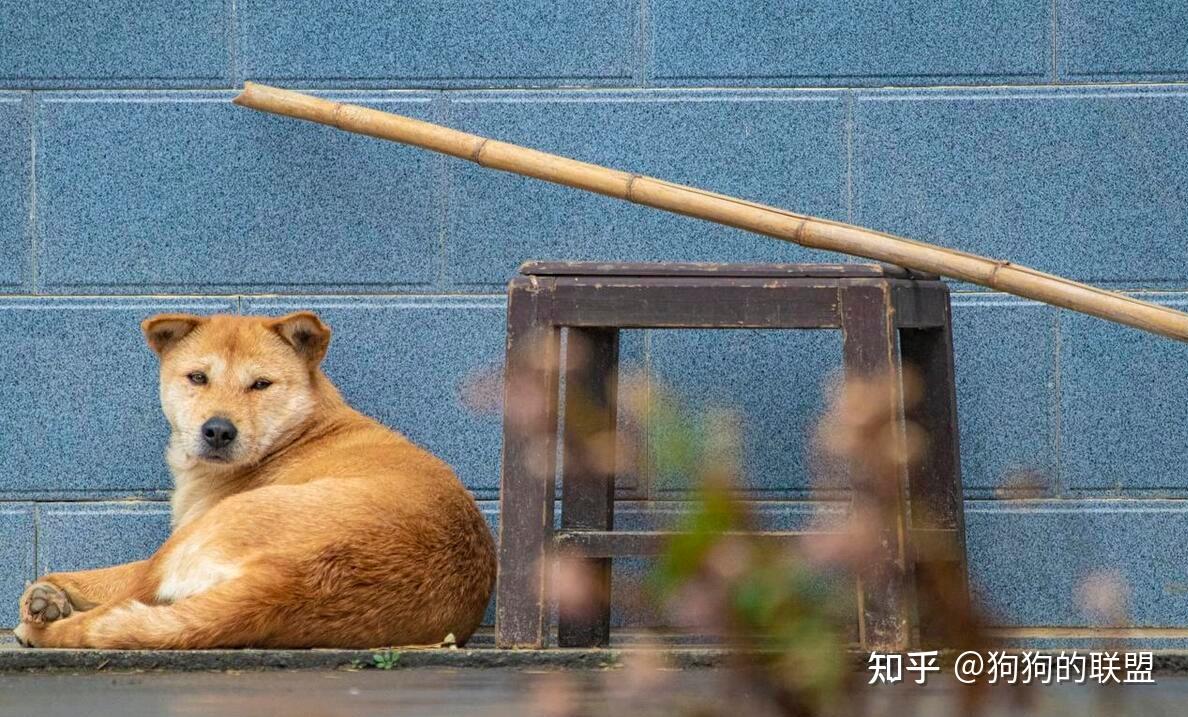 同樣是土狗為何中華田園犬比不上柴犬我來告訴你原因