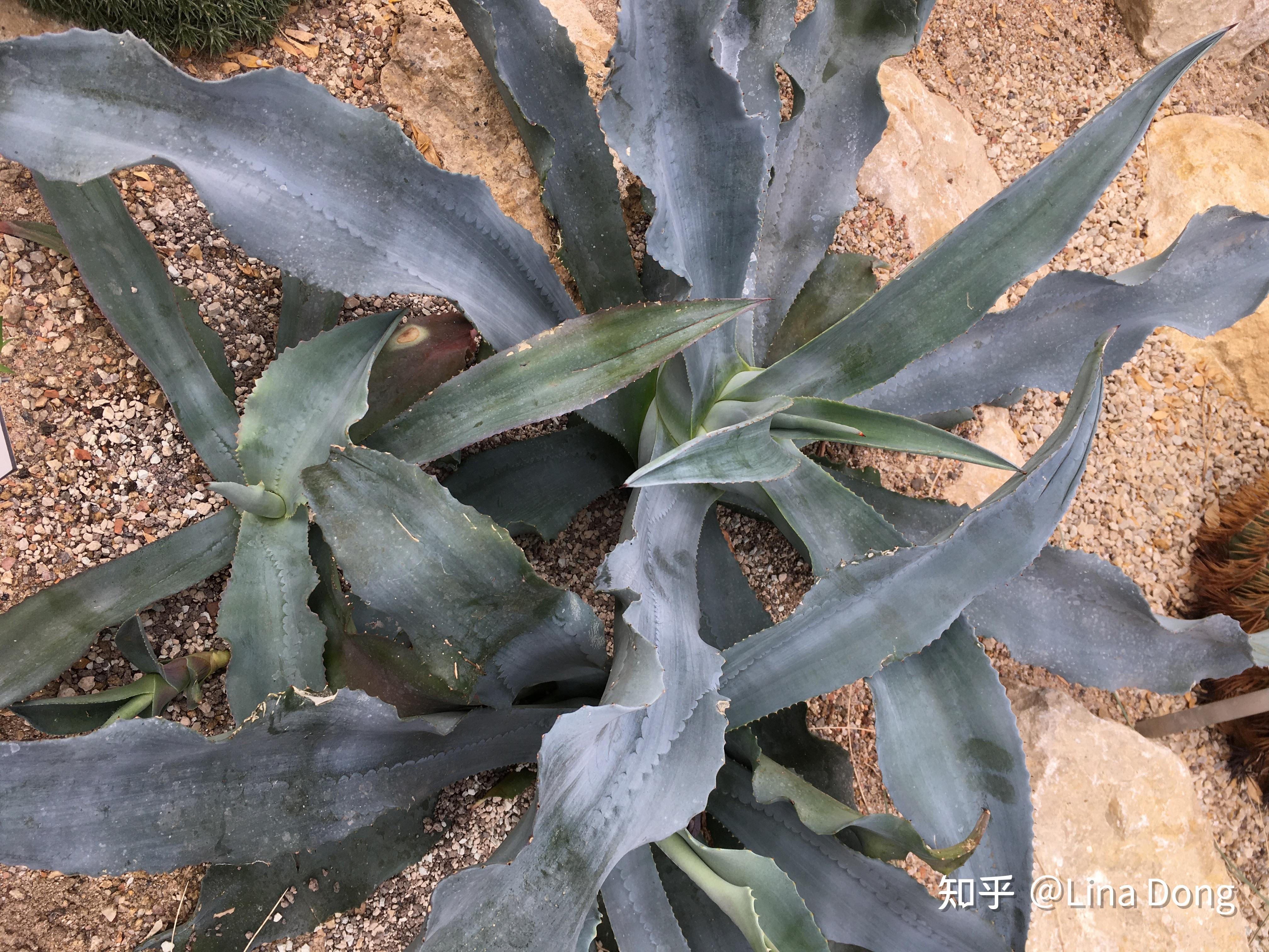 龙舌兰(Agave)繁殖方法 - 知乎