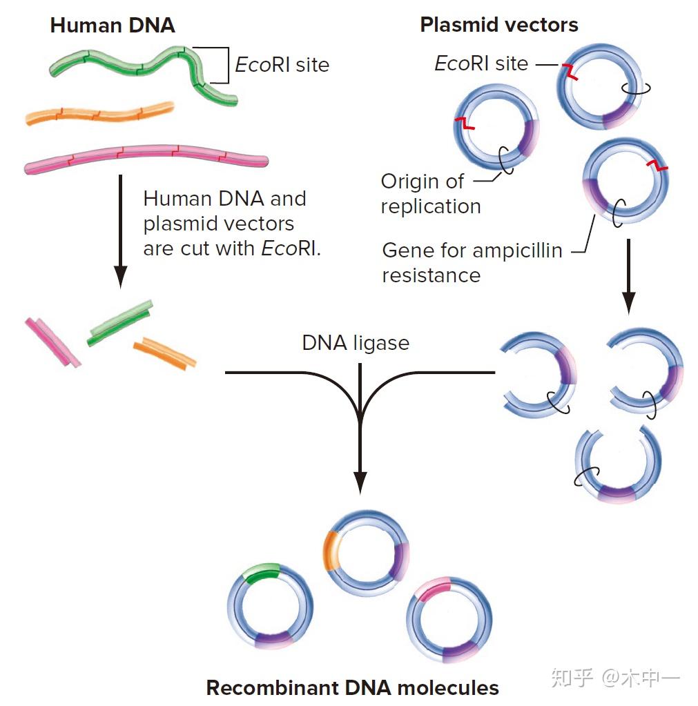 如何将dna片段插入载体来产生重组dna分子呢?