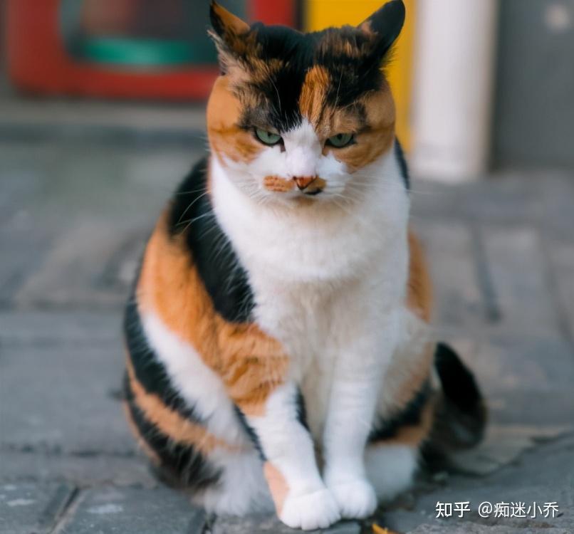 谁说土猫土,这些国内常见的土猫,你告诉我究竟哪里土 - 知乎