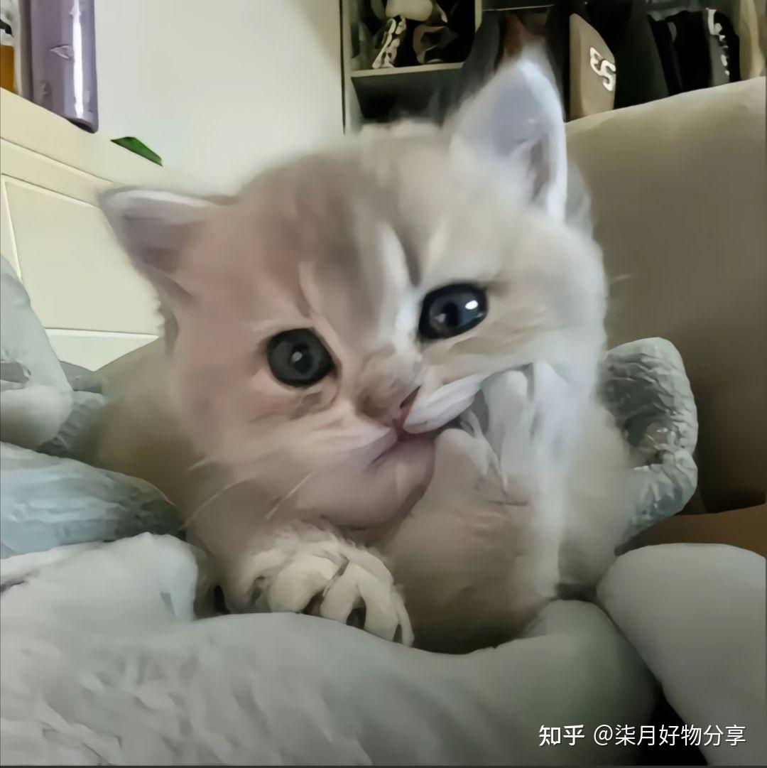 超级超级可爱的猫猫图~喵喵喵 - 知乎