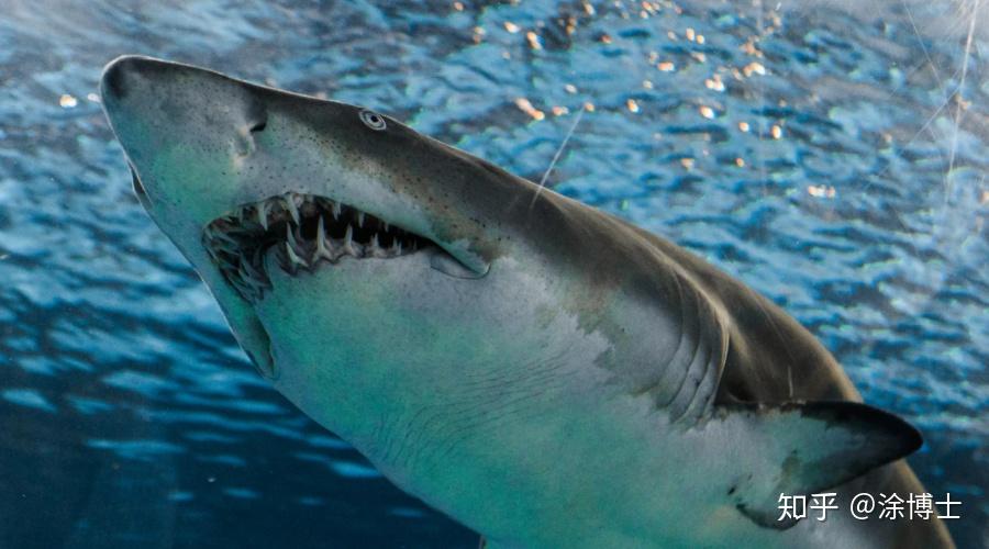 双语阅读孕妇跳入海中从鲨鱼口中救出丈夫女子本弱为母则刚