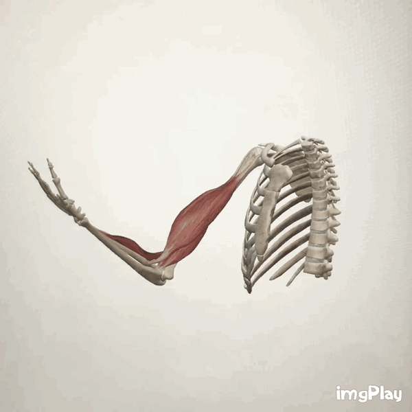 论运动训练的几个阶段 知乎