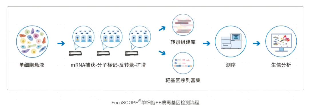 新锐视点鼻咽癌为什么要查eb病毒