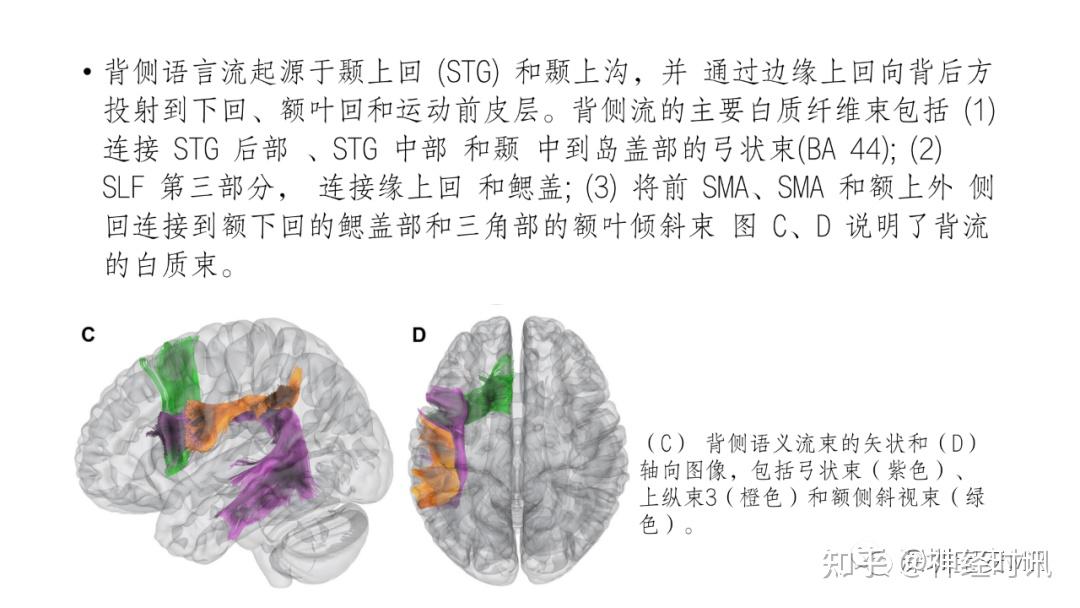 脑功能成像解剖 — 知识分享 - 知乎