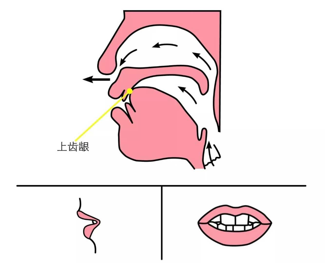发n音时的舌位图