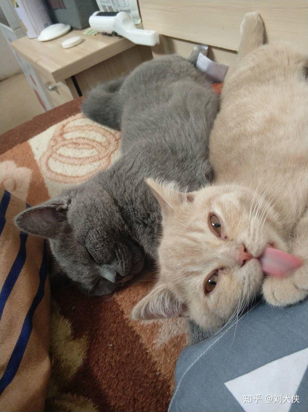 有一只黏人的猫是种怎样的体验