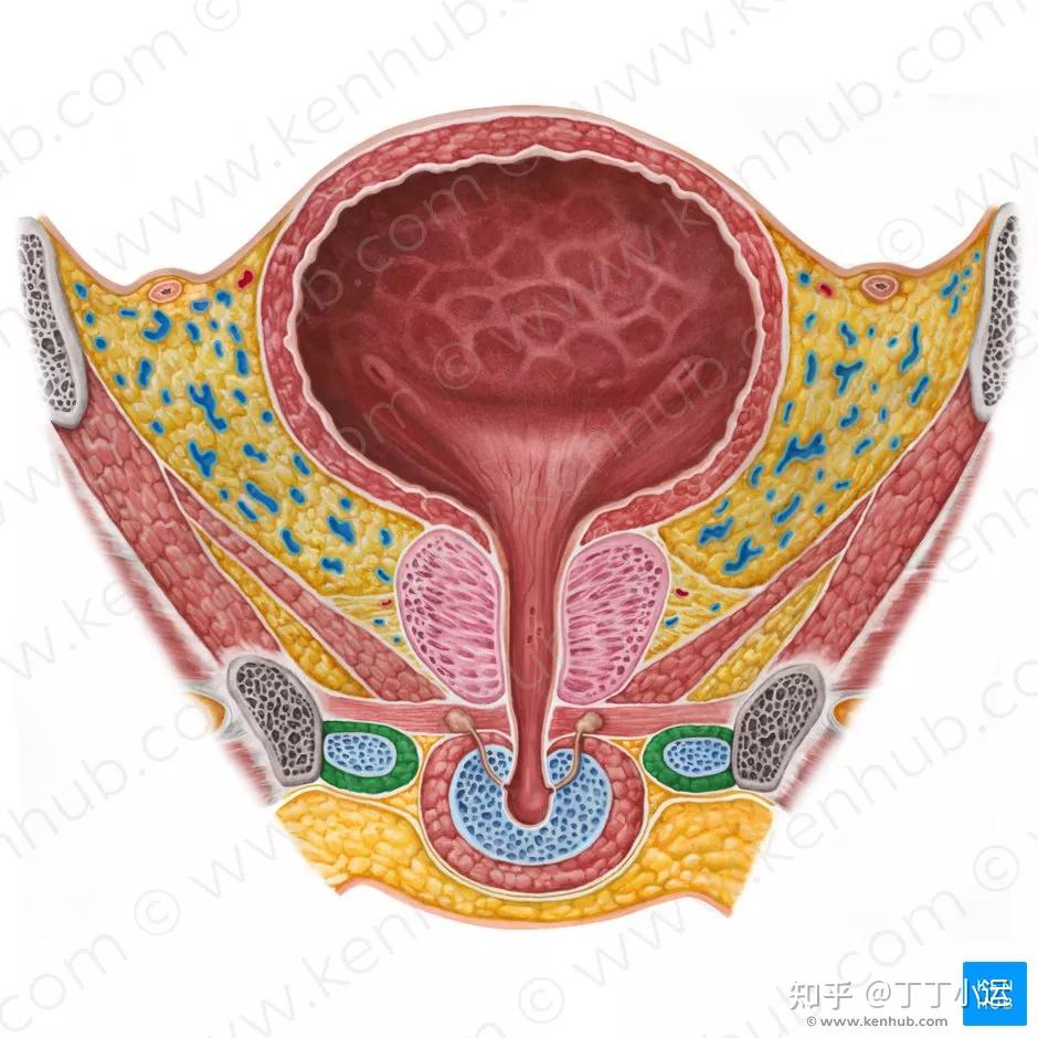 尿道内括约肌图片