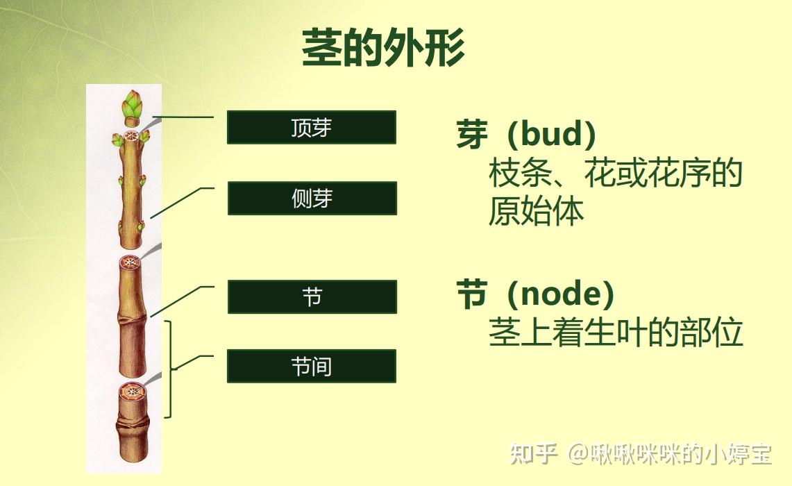 根茎叶花叶果实种子形态 - 知乎
