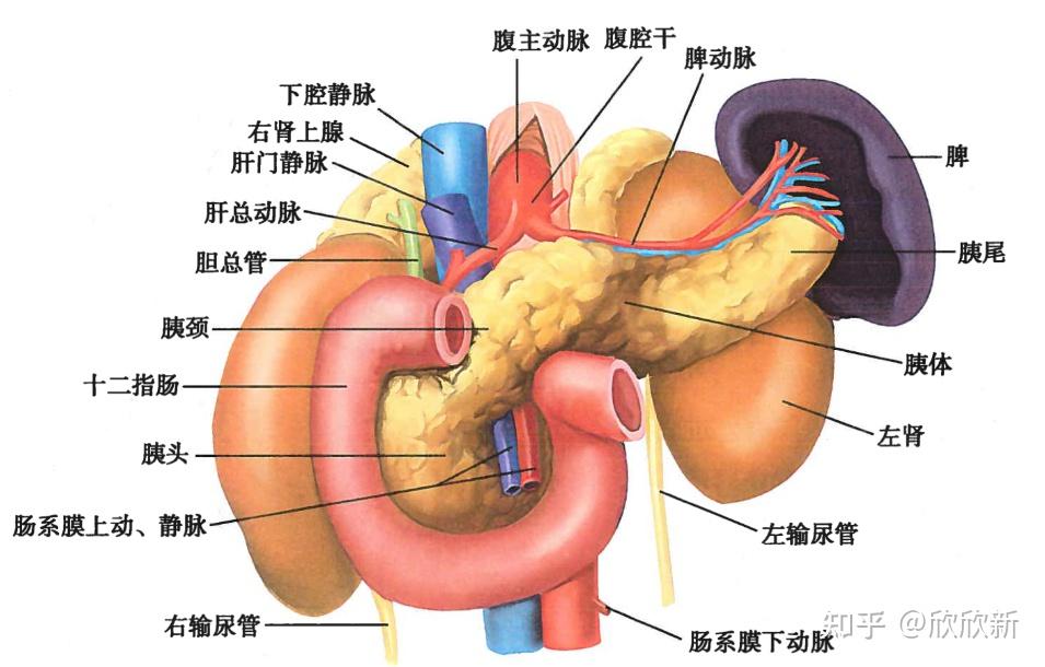 胰的解剖