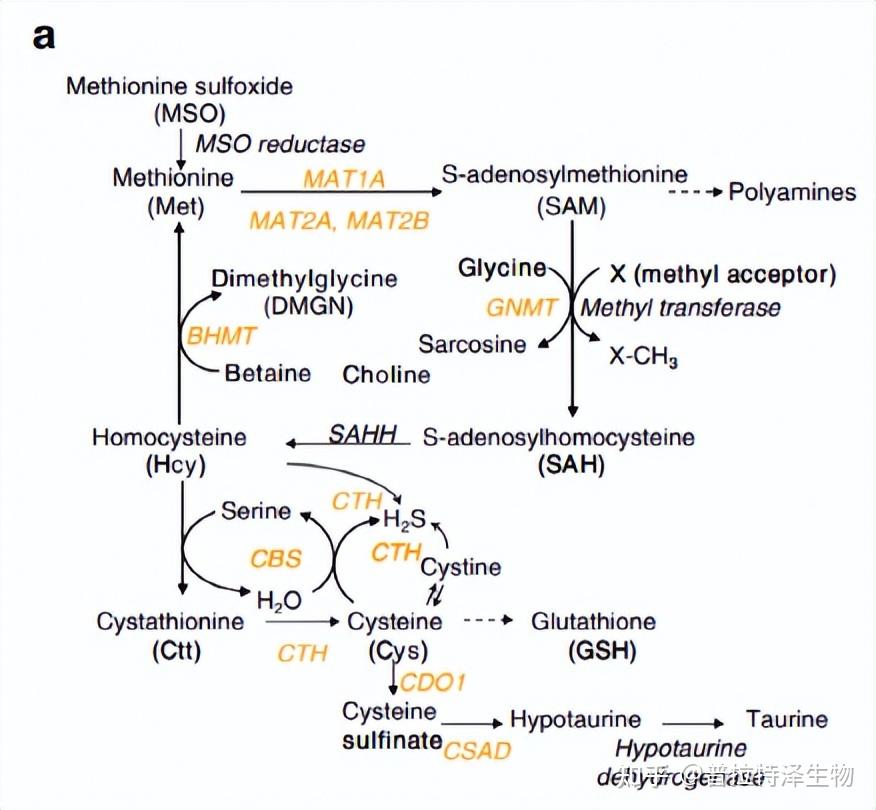 【医学文献】肝癌晚期患者可考虑补充蛋氨酸 知乎 