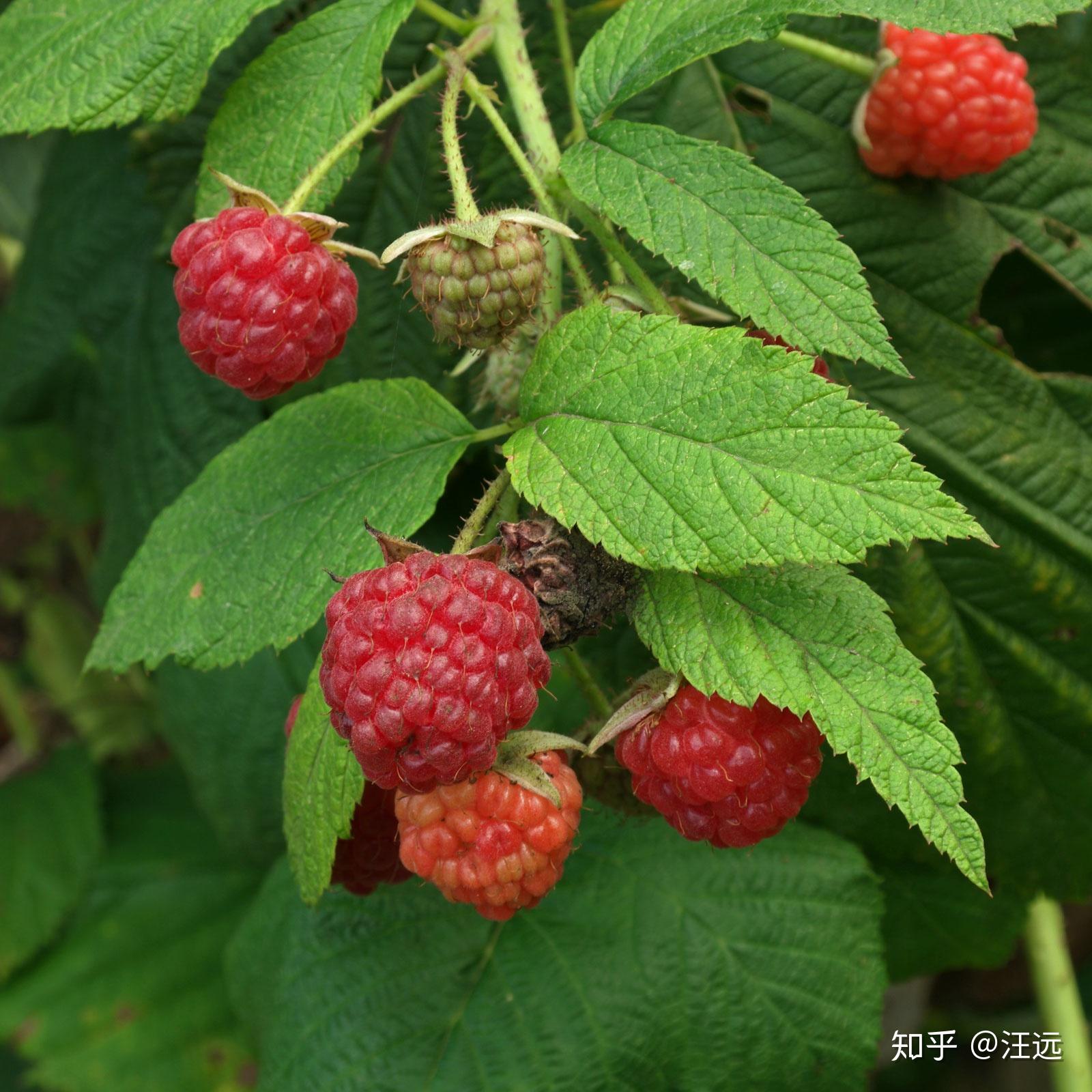 小红莓图片大全-小红莓高清图片下载-觅知网