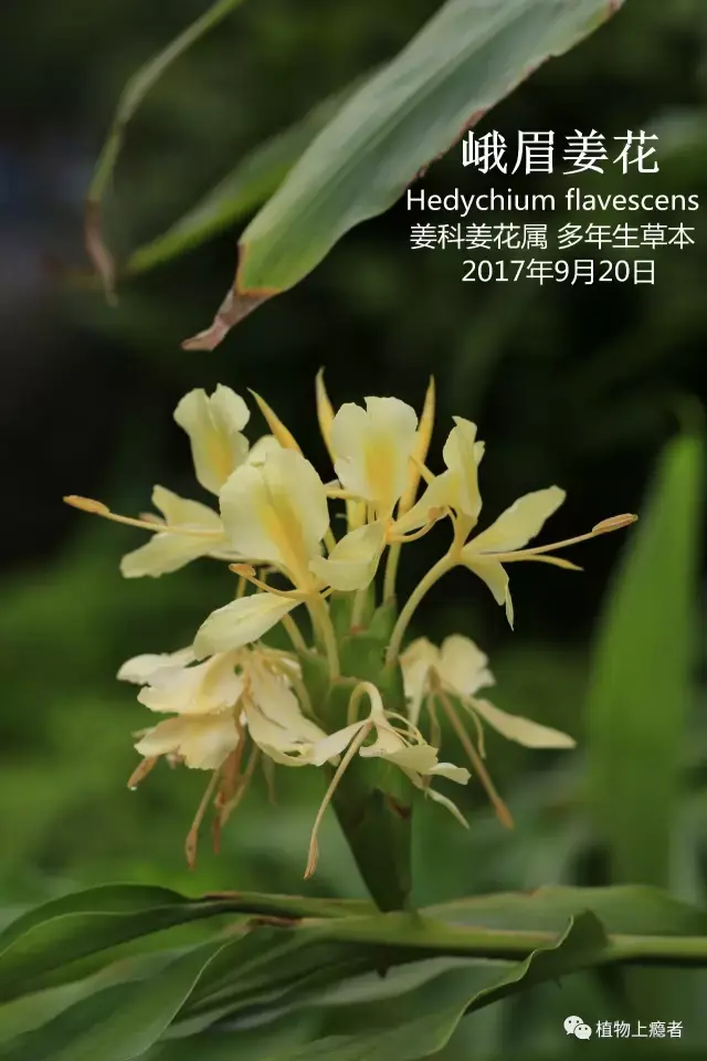 姜花｜却道天凉好个秋 - 知乎