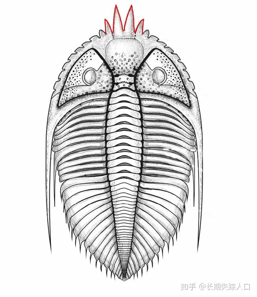 常见古生物化石王冠虫