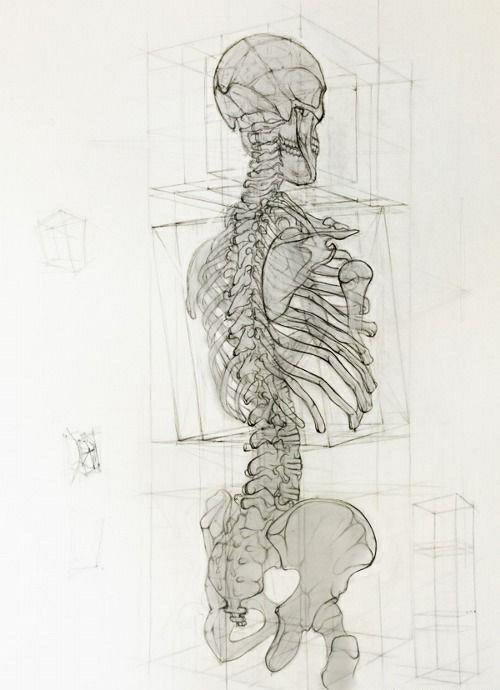 人物脊椎的结构分析