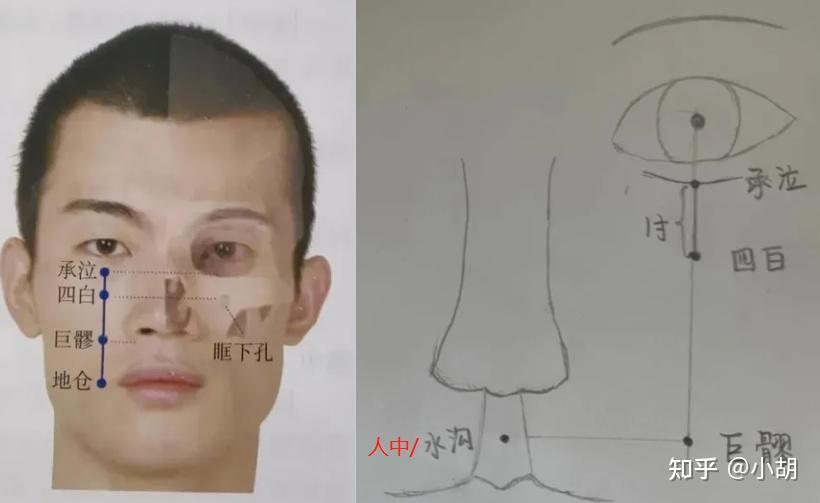 倪海厦针灸课笔记(10)足阳明胃经 上 - 知乎