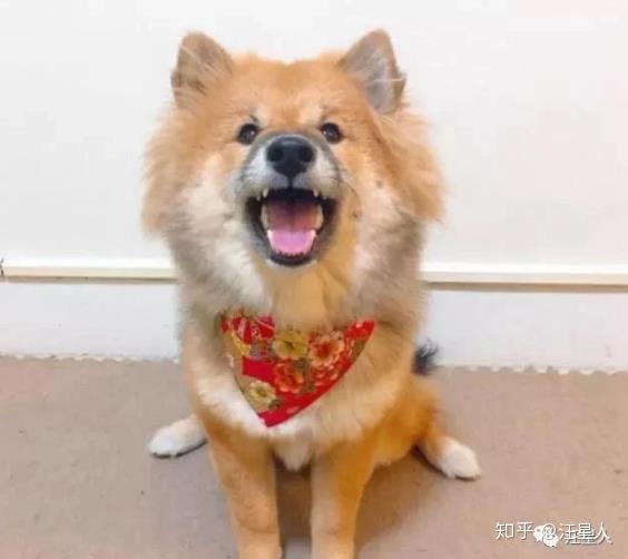 买的柴犬 被人嘲笑像一只熊 数月后狗狗完美蜕变 知乎