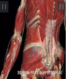 正中神经损伤怎么练 v2-543cd5d87af196b01072a93717a585b5_b.jpg