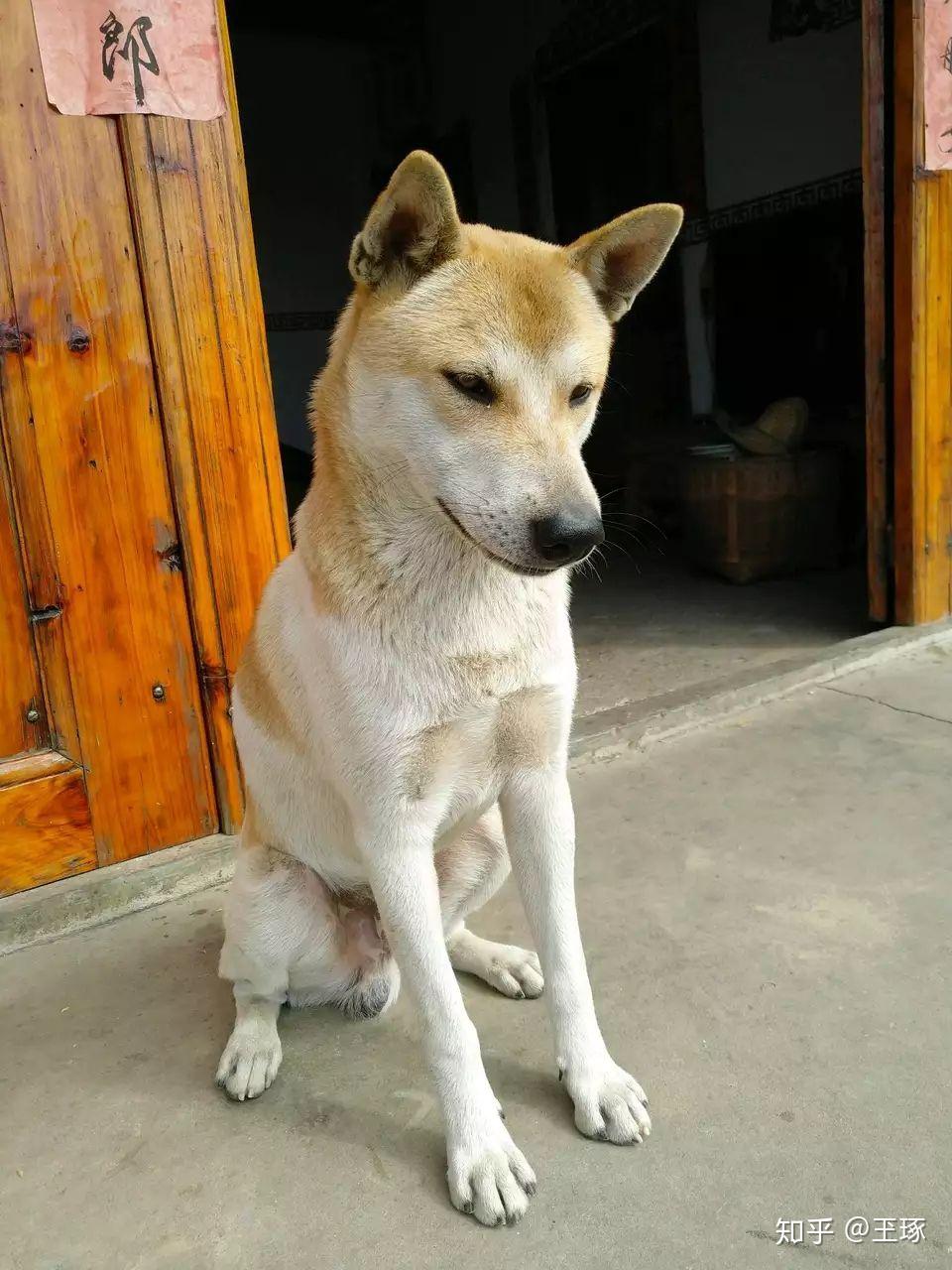 中国本土狗品种大全 - 知乎