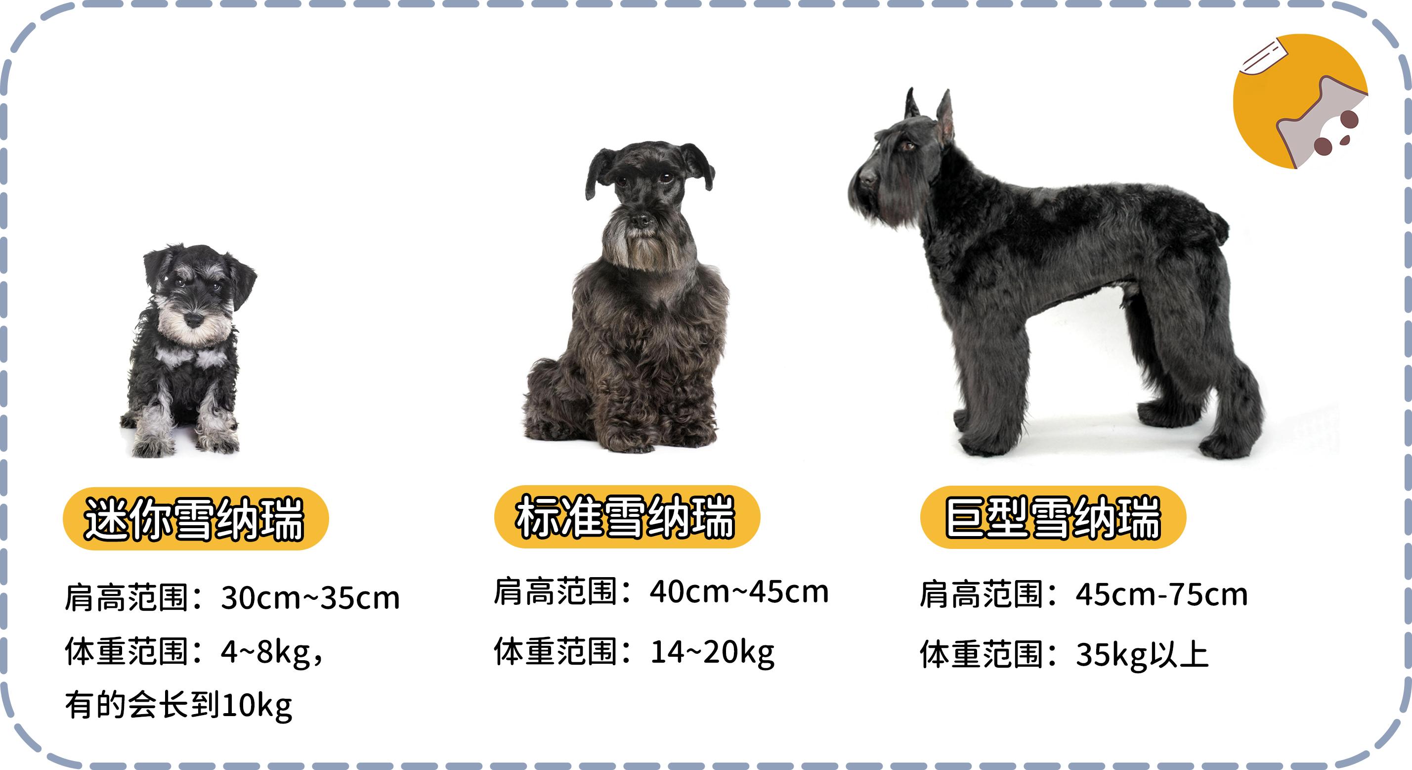 标准雪纳瑞犬的历史最为悠久,巨型瑞雪纳瑞犬的年代最近,迷你雪纳瑞犬