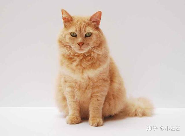 公猫和母猫的差异太明显!更像是跨越了一个种族 - 知乎
