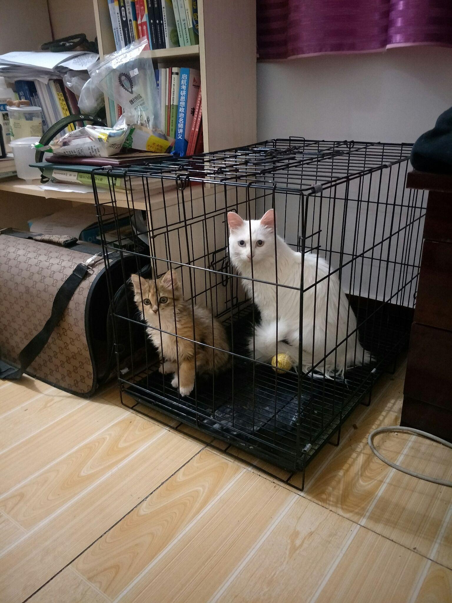 乖人猜一成语_乖打一成语疯狂看图(3)