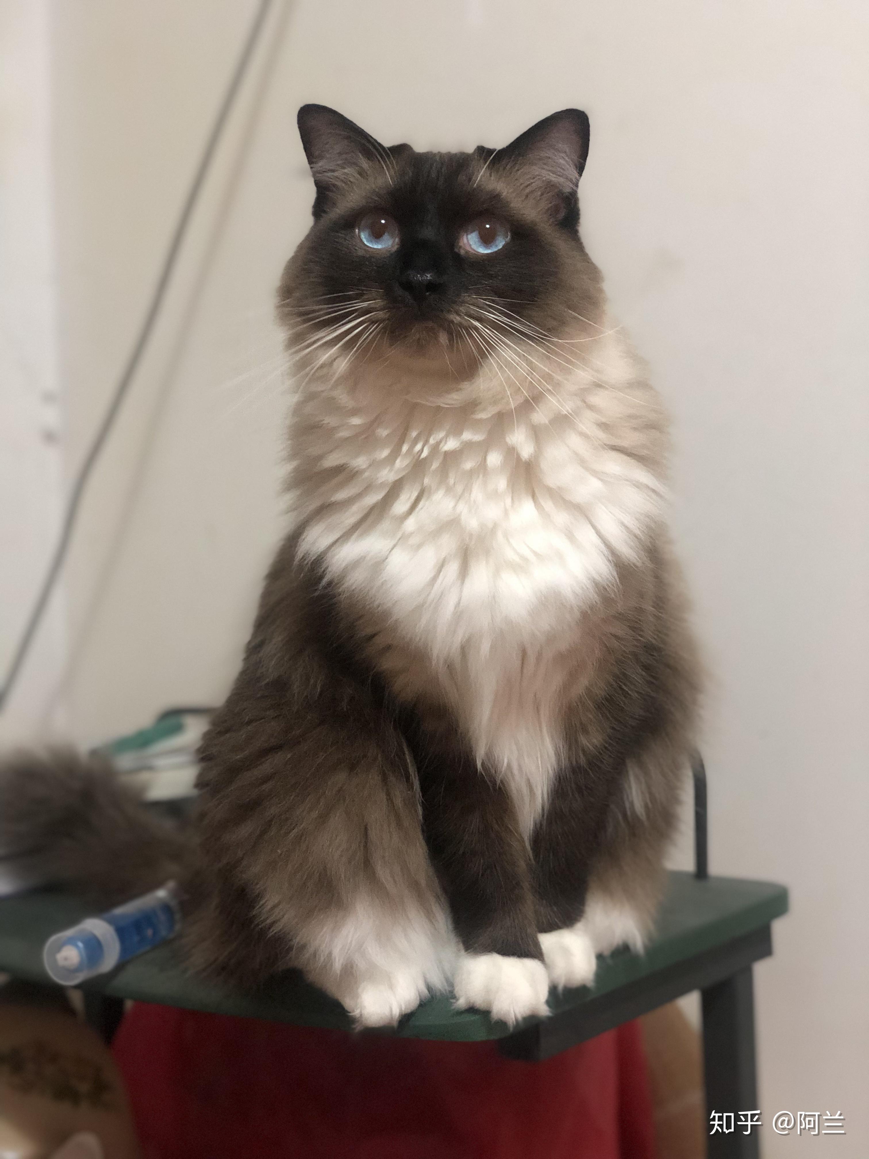 重点色布偶最黑能多黑