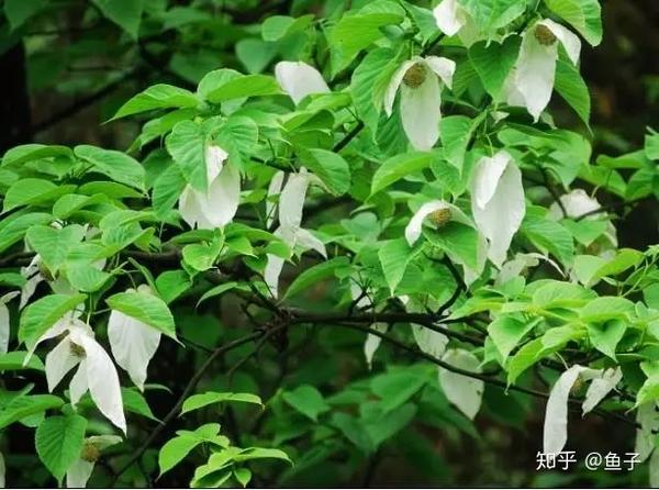 濒危植物欣赏：被称为“鸽子树”的珙桐 - 知乎