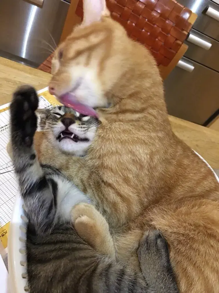 猫咪开车喵呜污污污污污