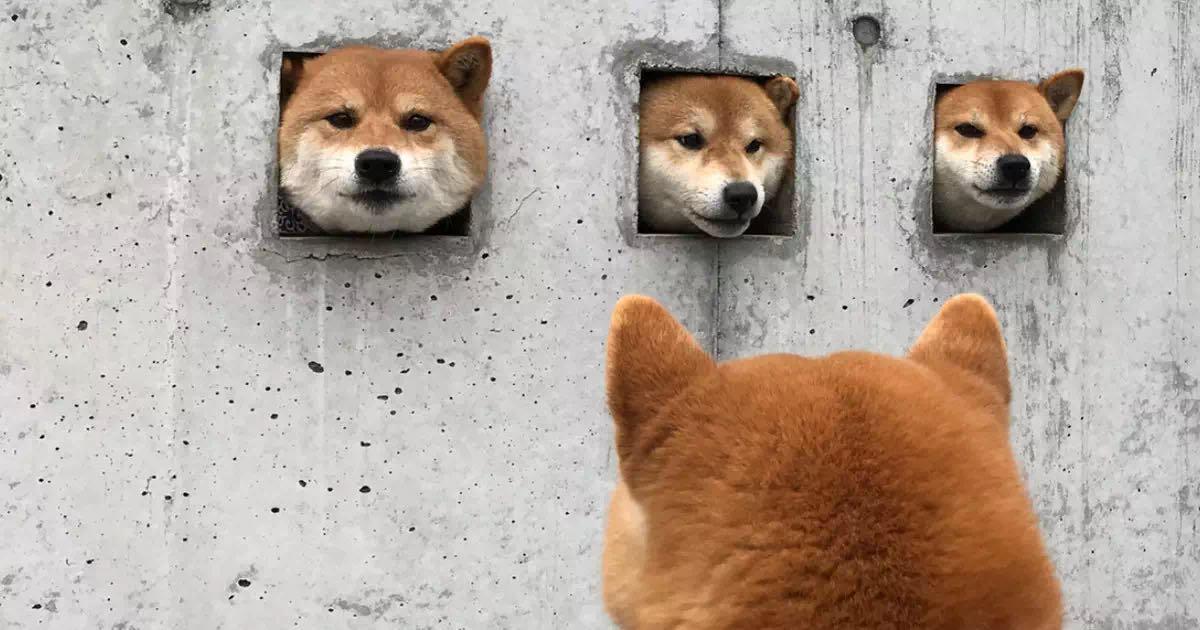 萌翻了 日本三只卡洞柴犬爆红成为新景点 网友直呼太可爱啦 知乎 萌翻了 日本三只卡洞柴犬爆红成为新景点 网友直呼太可爱啦 知乎