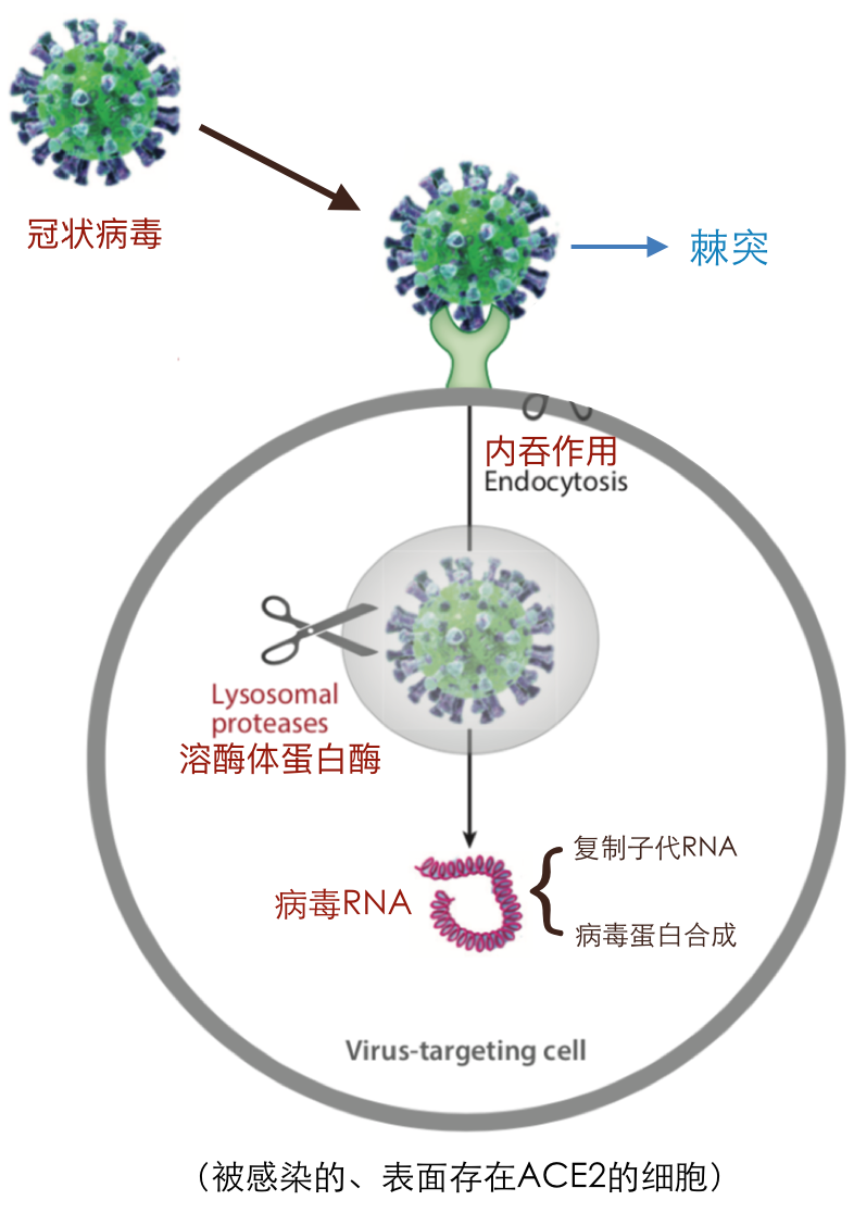 (二)新冠病毒的感染过程