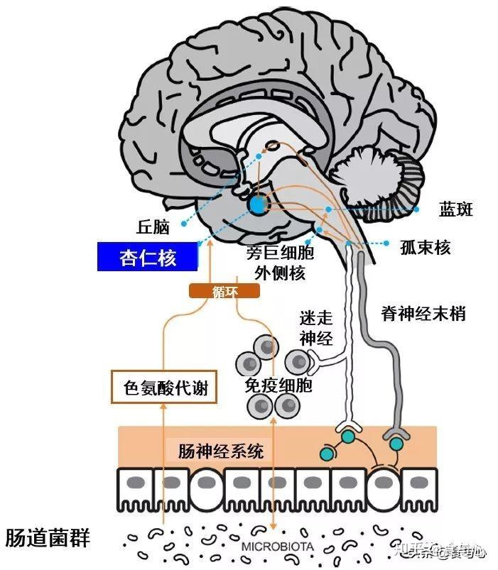 隐藏其后的菌-肠-脑轴(包括应激反应系统)功能异常才是ptsd的关键原因