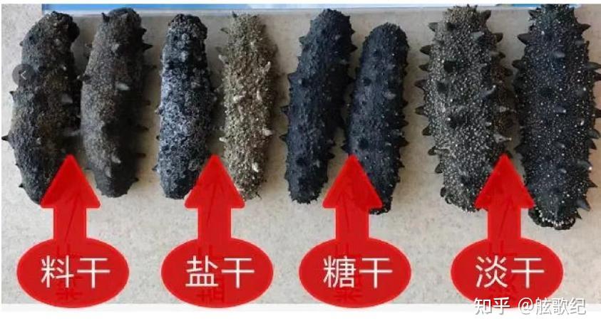 海参知识你了解多少? - 知乎