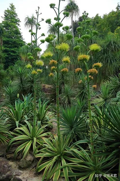 丝兰花色娇美 叶片似剑 花香浓郁 是优良的庭院观赏花木 知乎