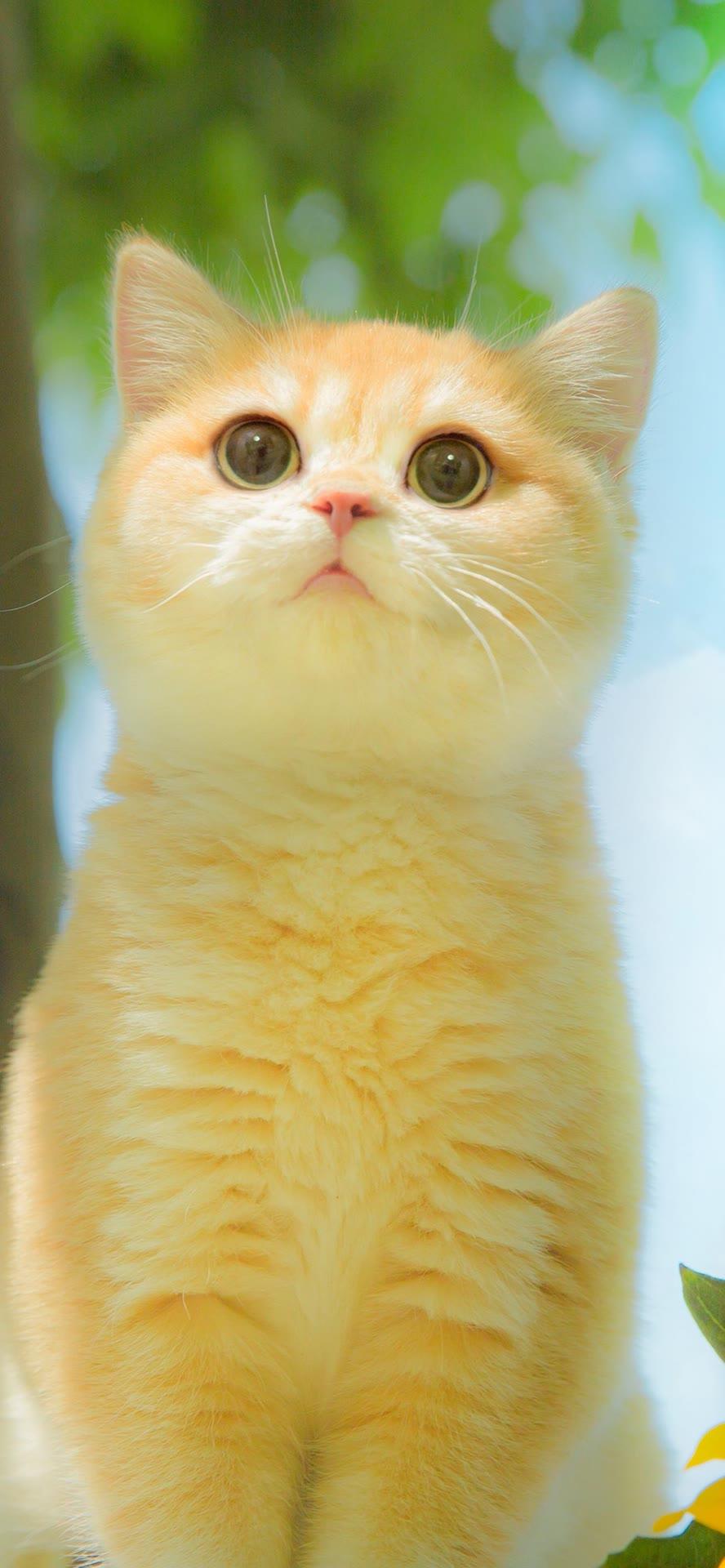 有没有好看的猫咪壁纸或头像