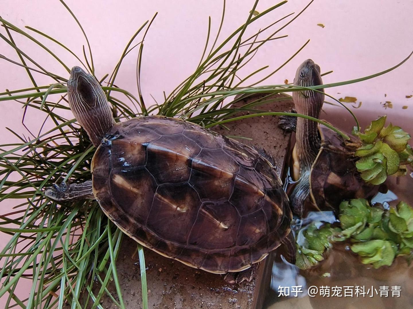 珍珠龟是花龟吗？中华花龟科普介绍，一文搞懂中华花龟方方面面！ - 知乎