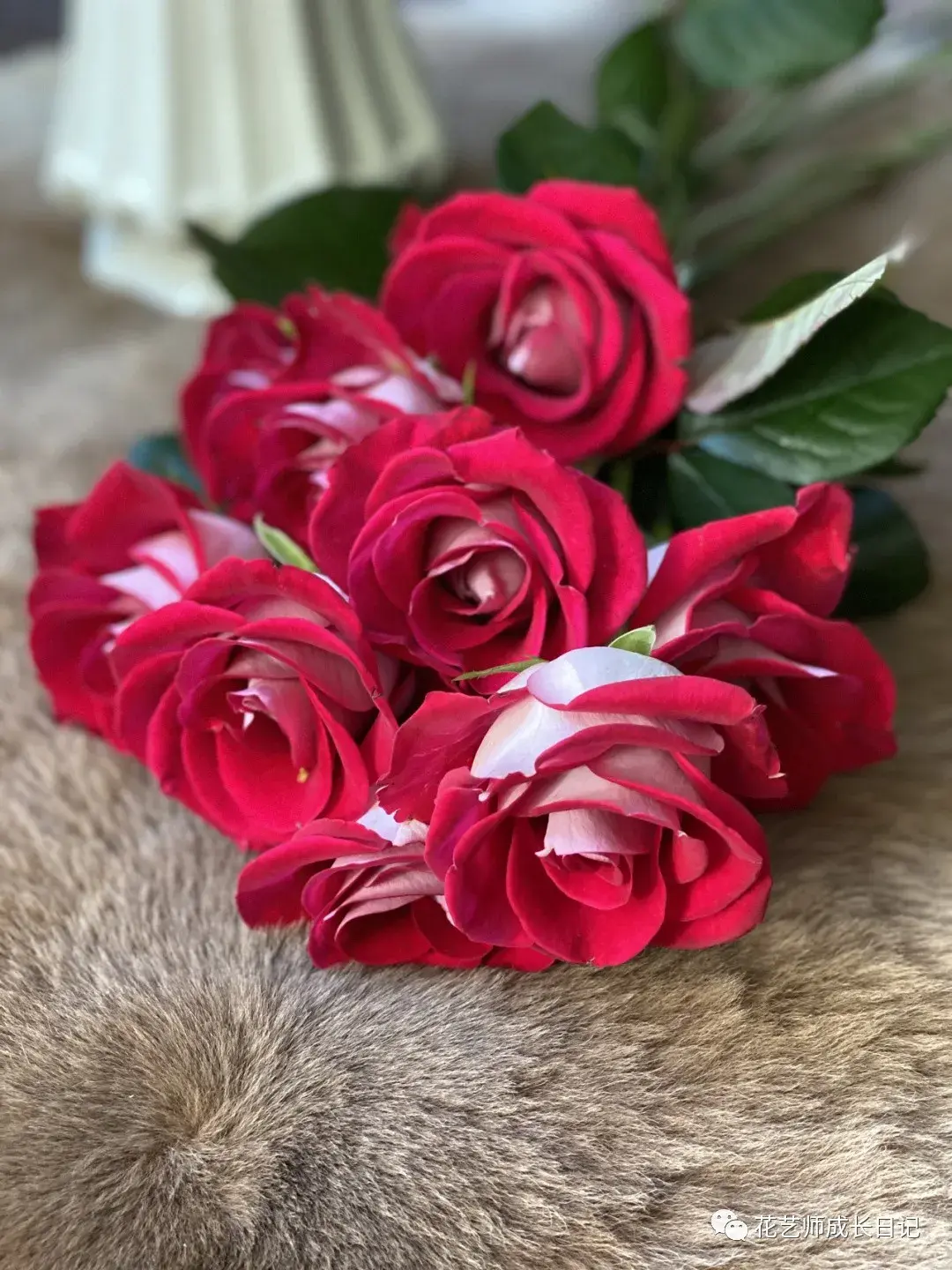 100朵玫瑰vol3桃花雪一面纯洁一面妩媚一片花瓣呈现两种不一样的美