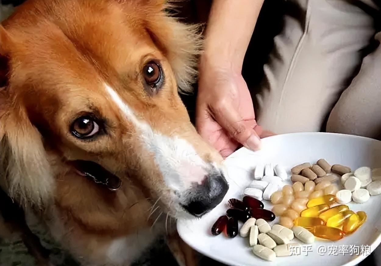 把零食當飯吃可以理解主人疼愛狗狗的心情,有不少主人會給狗狗吃零食