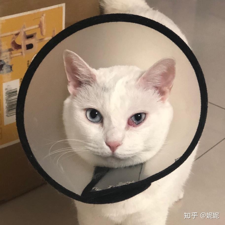 猫咪第三眼睑外翻