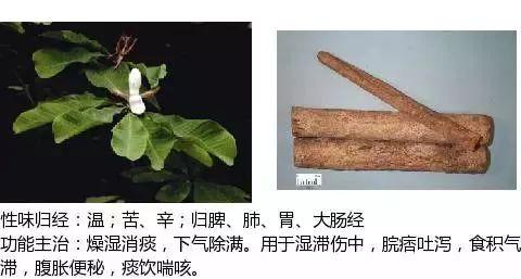 500余种中草药图  第154张