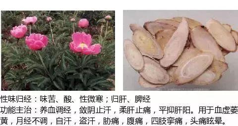 500余种中草药图  第406张